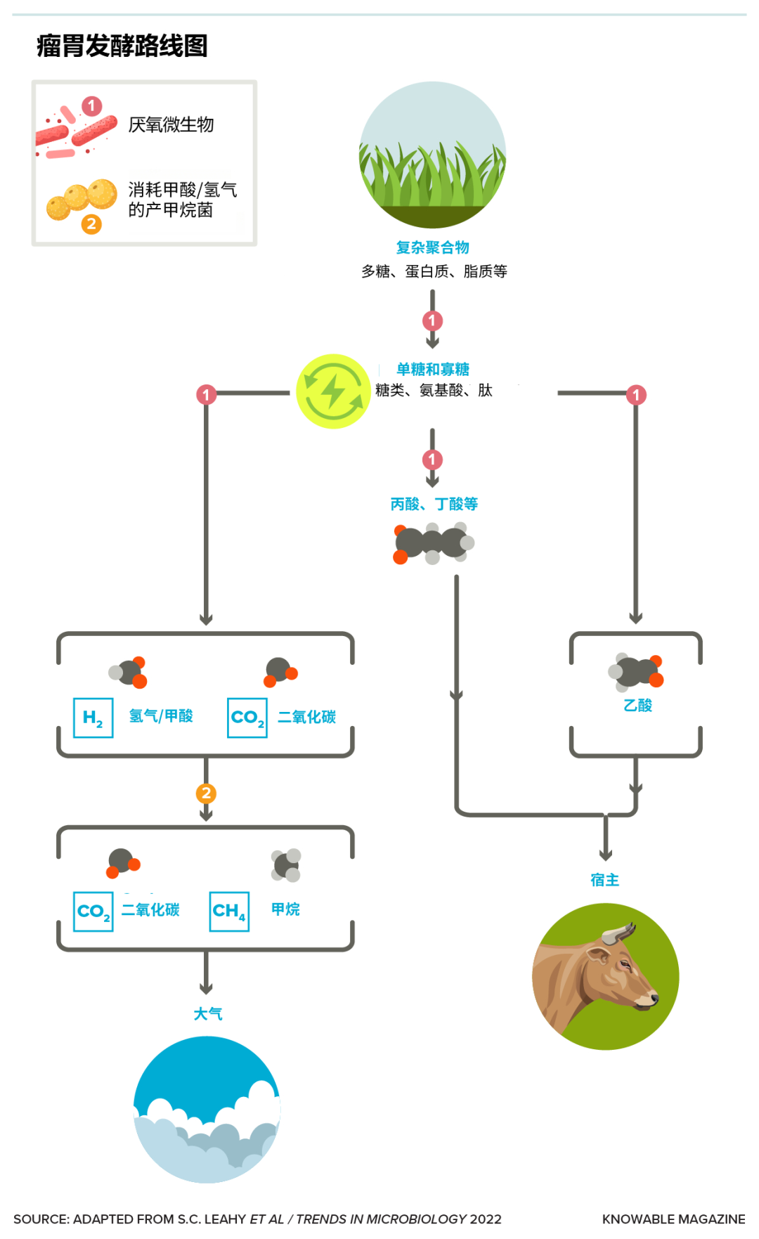 牛嗝治理大作战：全球变暖的另类解决方案